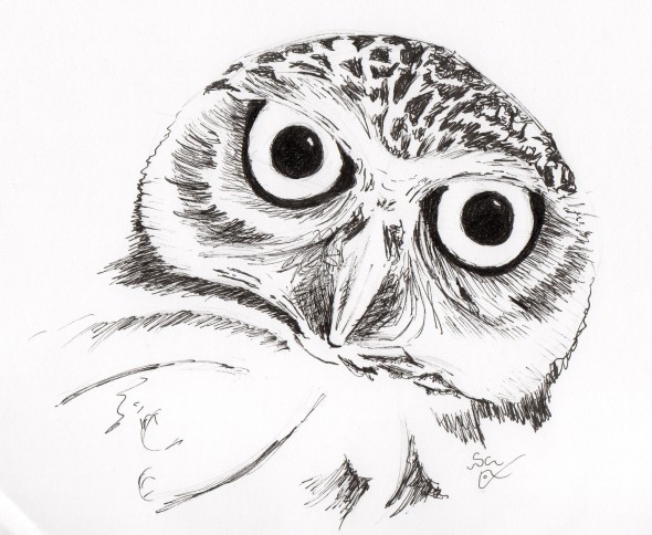 590x484 Burrowing Owl