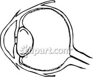 300x249 Human Eye Diagram
