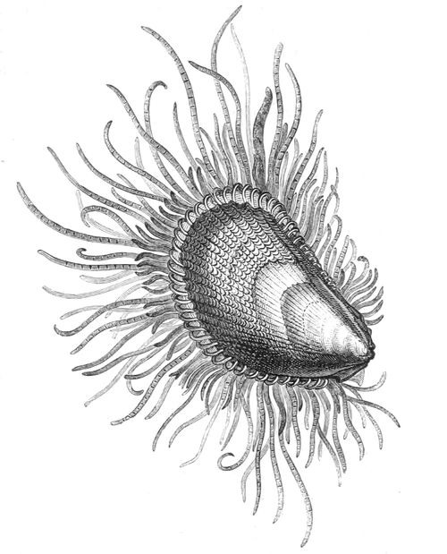 500x619 Natural History, Molluscamollusca
