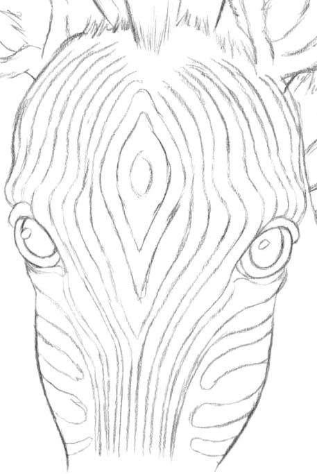 457x683 How To Draw Hair Of Animals A Pencil, A Zebra