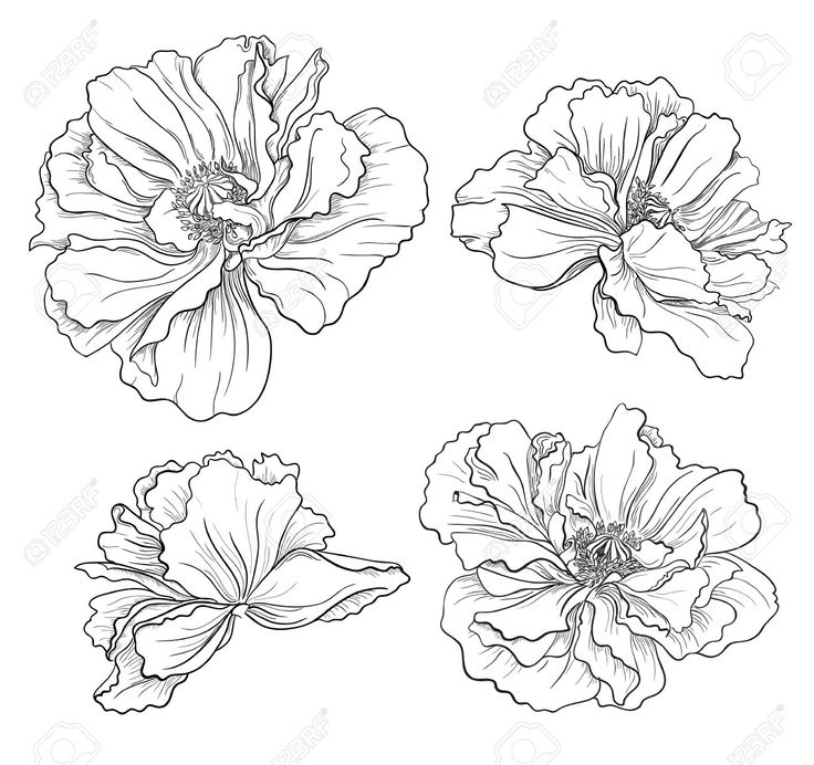 736x692 Flower Drawing Vector Clipart X Eyes
