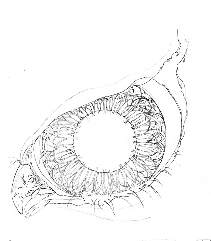 701x800 Hawk Eyes Drawing