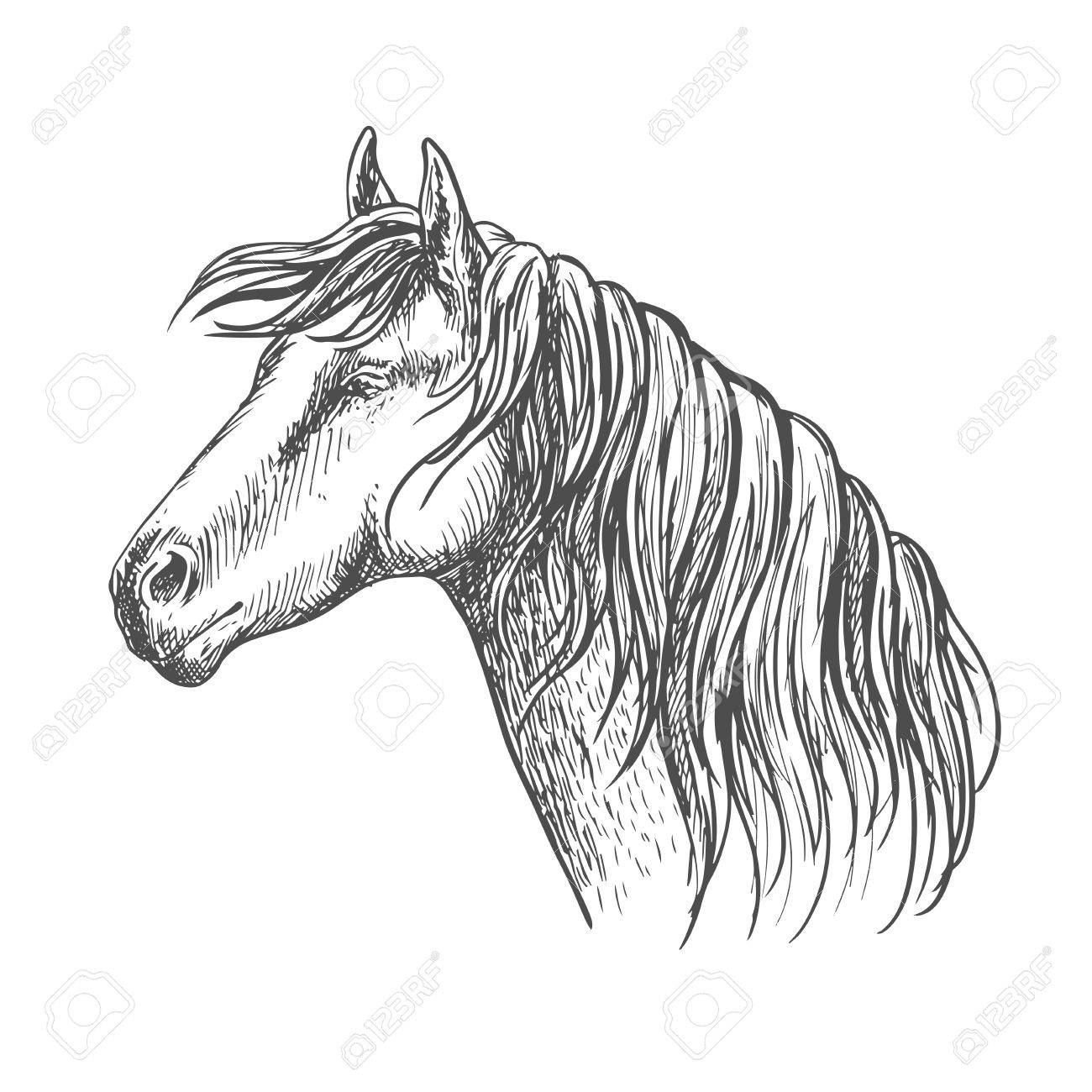 1300x1300 White Horse With Mane Along Neck. Mustang Stallion Sketch Portrait