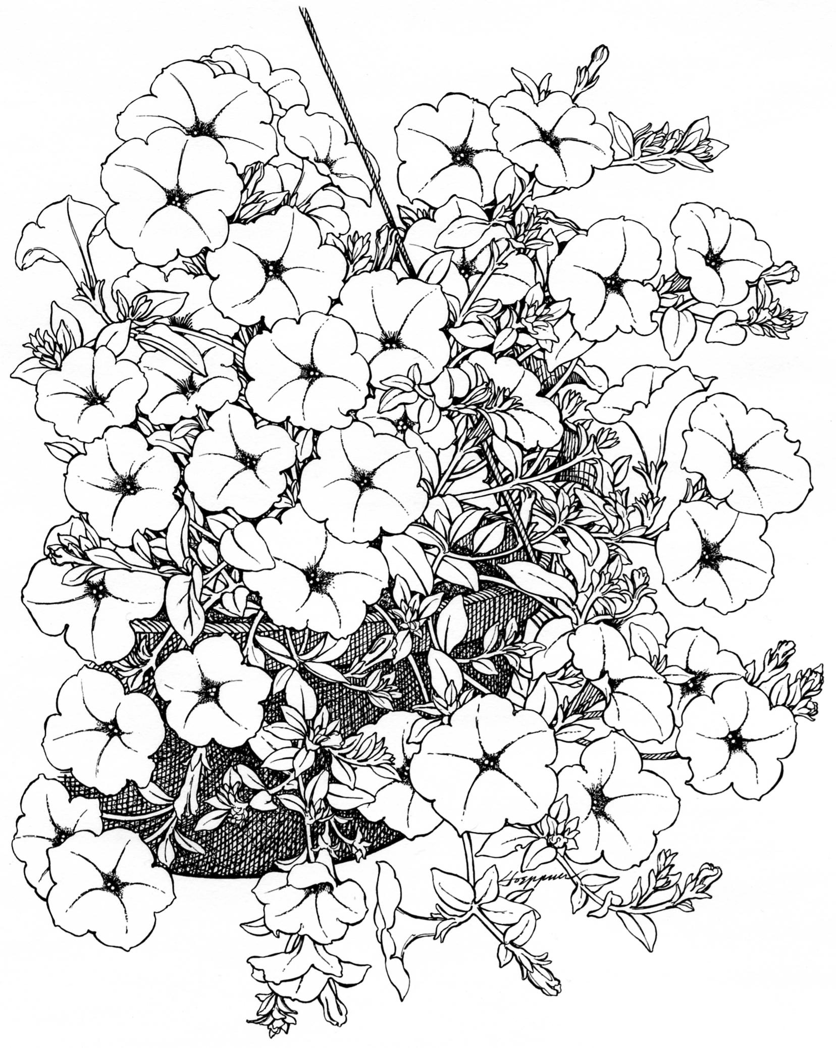 1656x2076 Petunia Purple F1 All America Selections