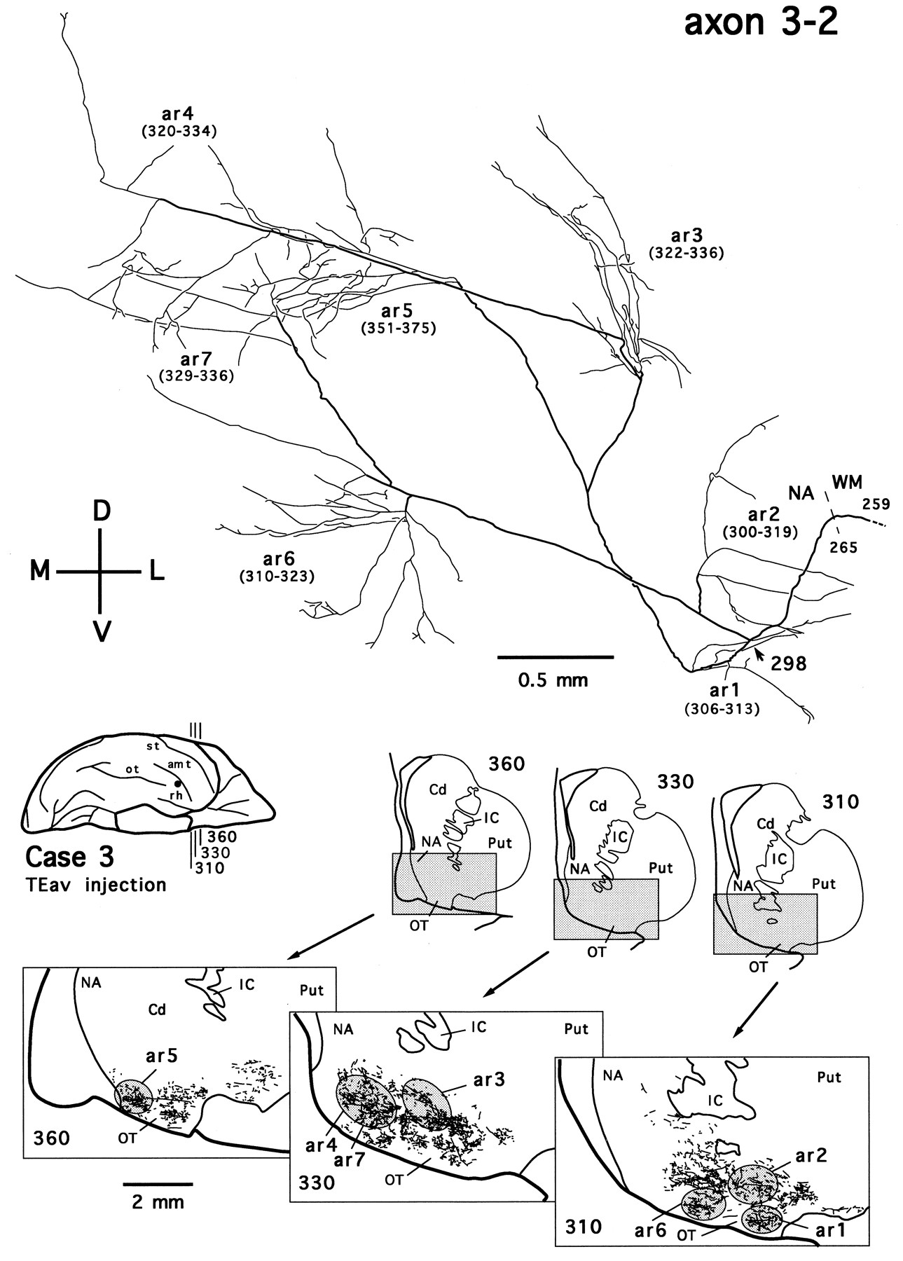 1289x1800 Organization Of Corticostriatal And Corticoamygdalar Projections