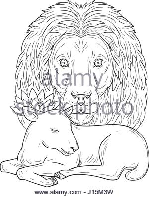 300x398 Hand Sketch Of Lion Head With Mane. Lion Drawing And Animal Sketch