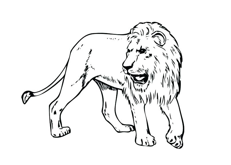 805x574 Lion Face Coloring Page Synthesis.site