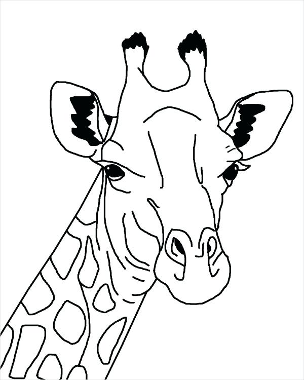 600x750 Giraffe Drawing Draw Giraffe Giraffe Drawing Steps Affan