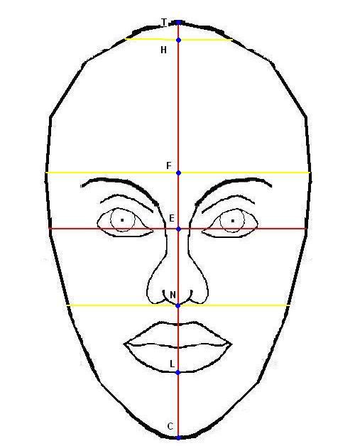500x628 Body And Face Proportions