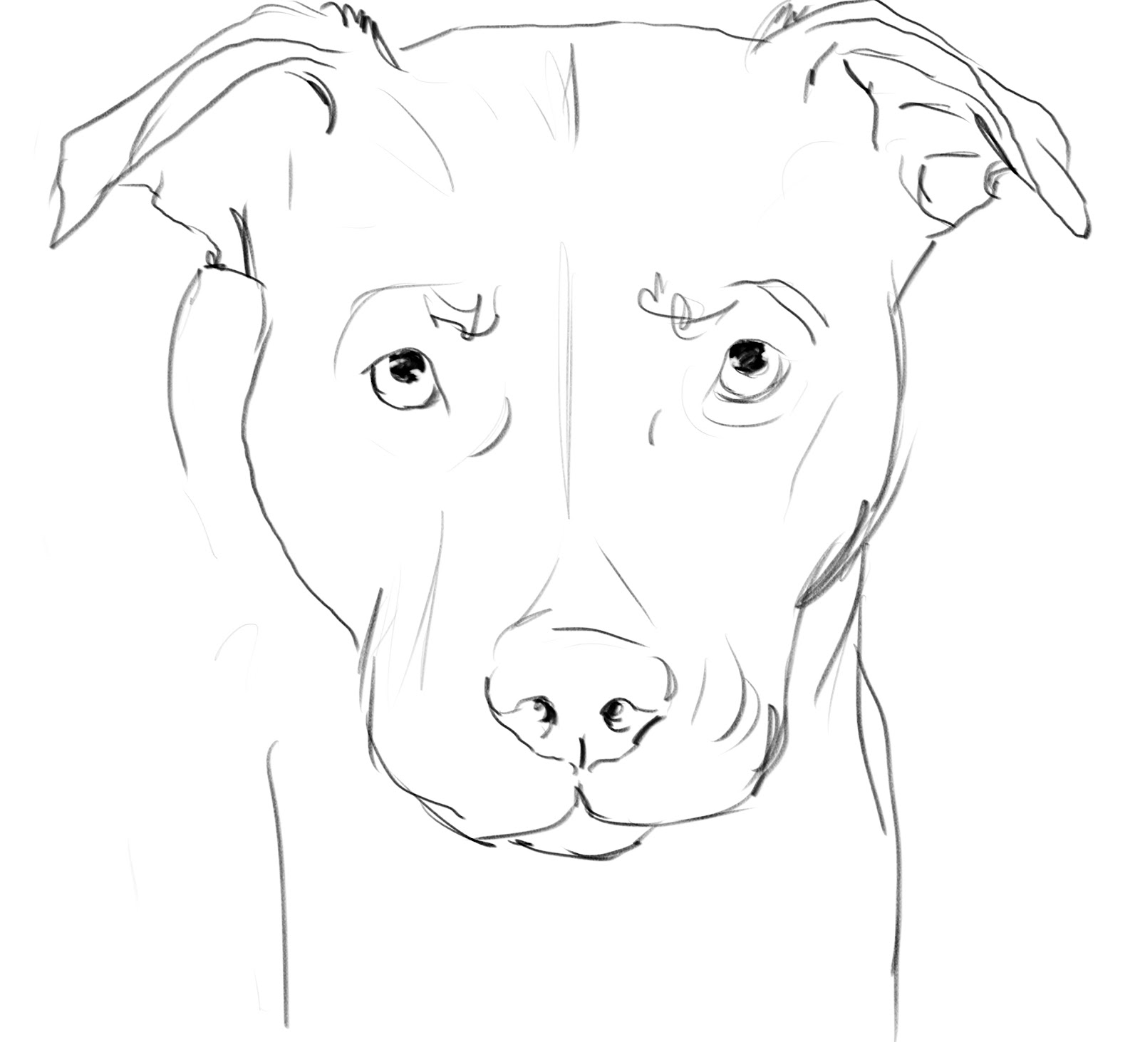 1600x1462 Dog Face Sketches