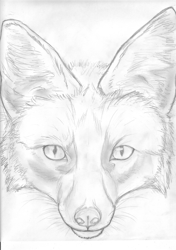 566x800 Fox Face Sketch By Kunzai