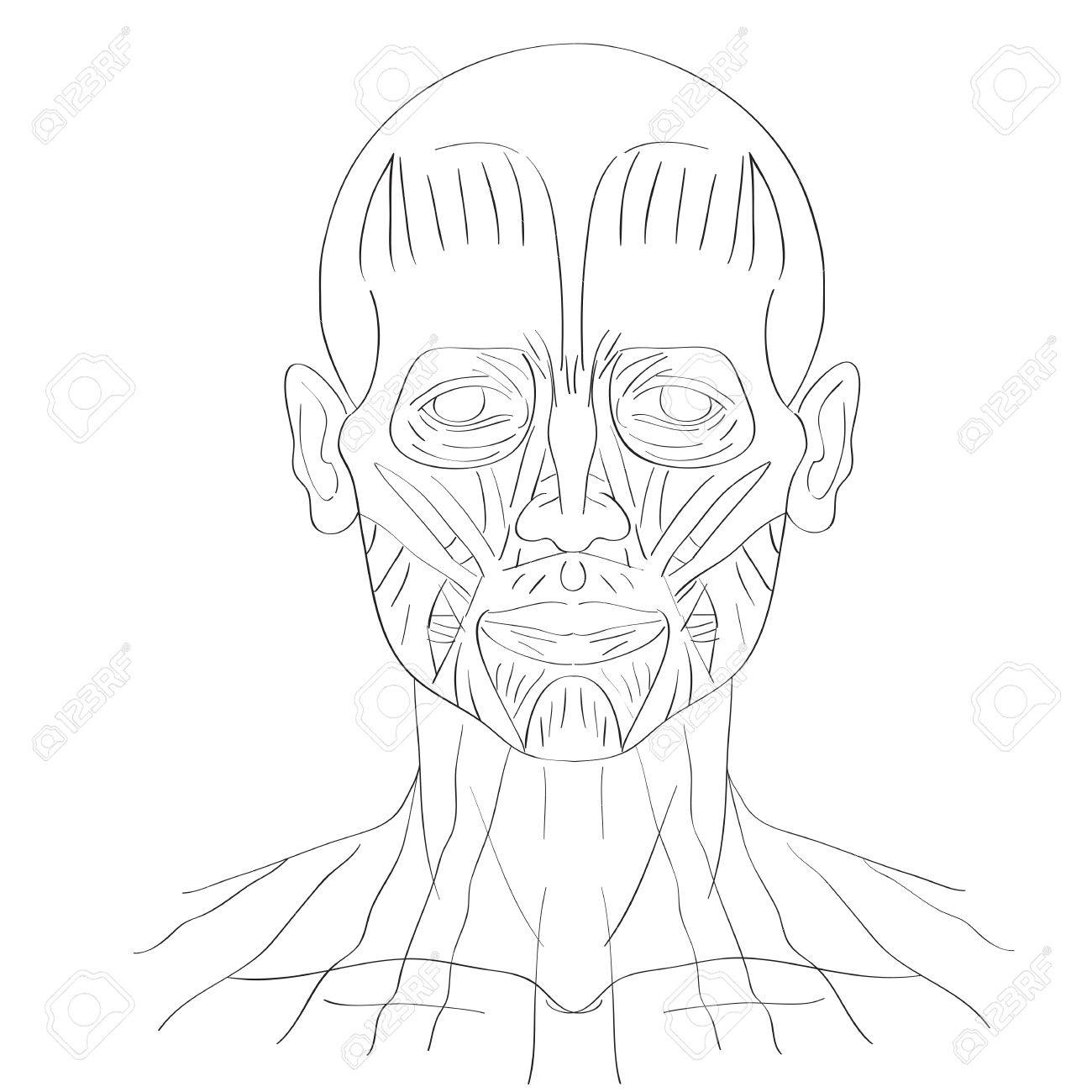 1300x1300 Illustration Of The Face Muscles Isolated On White, Artistic