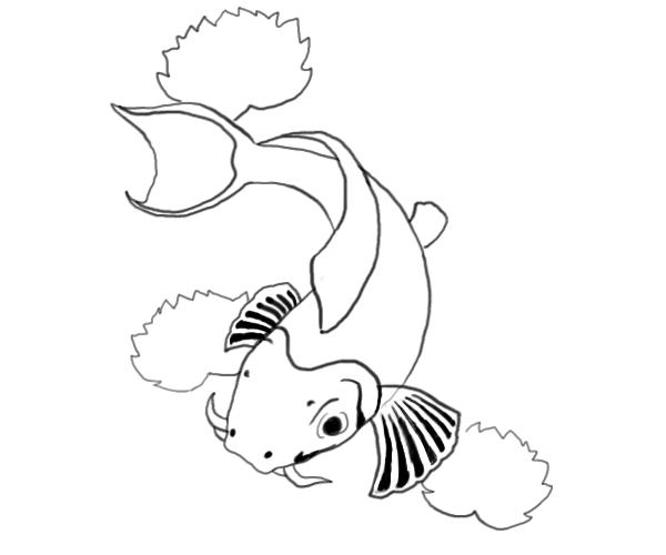 600x500 Koi Fish Drawings 7