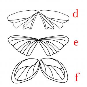 302x302 How To Draw Fairy Wings Step 18 Drawing Fairy