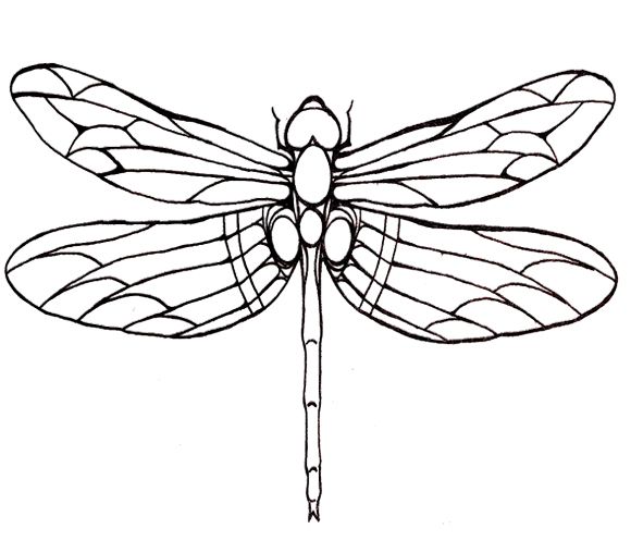 580x508 Drawn Wings Dragonfly