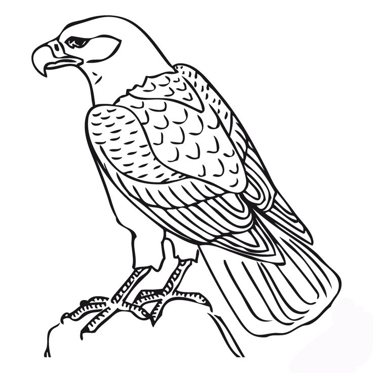 Falcon Bird Drawing at GetDrawings | Free download