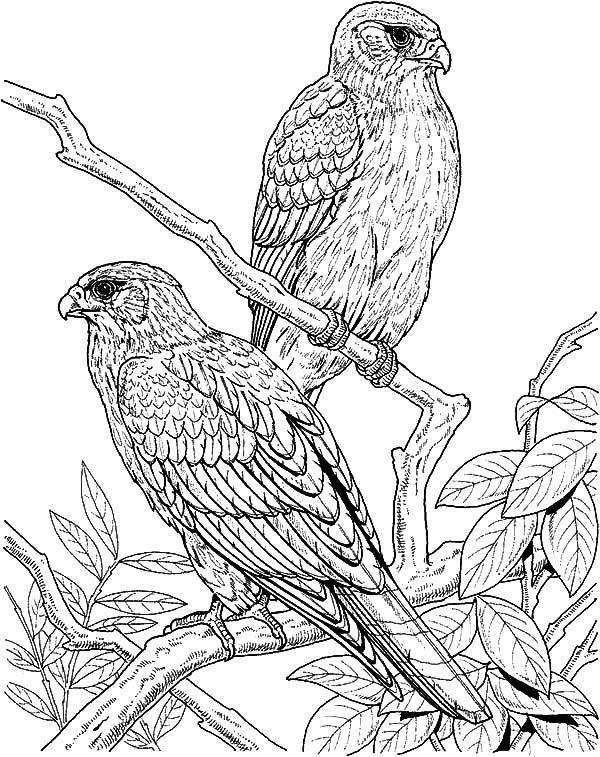 600x757 Couple Of Falcon Bird Coloring Pages