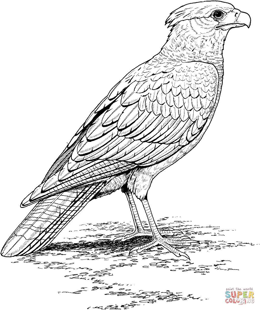 1030x1226 Falcon Coloring Page Free Printable Coloring Pages