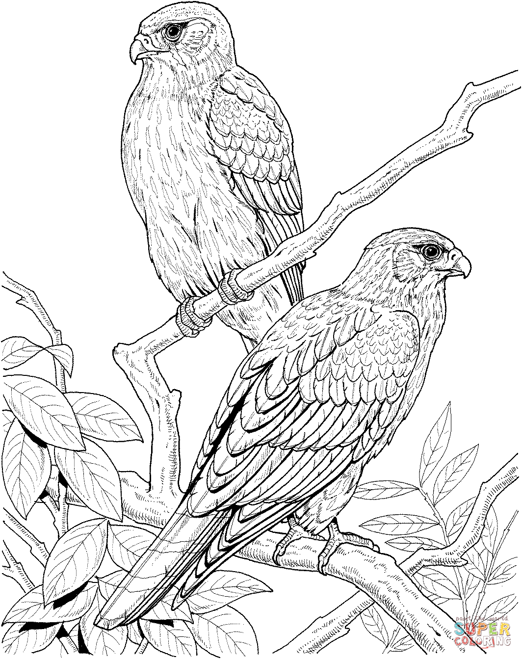 1064x1343 Falcons Coloring Pages Free Coloring Pages