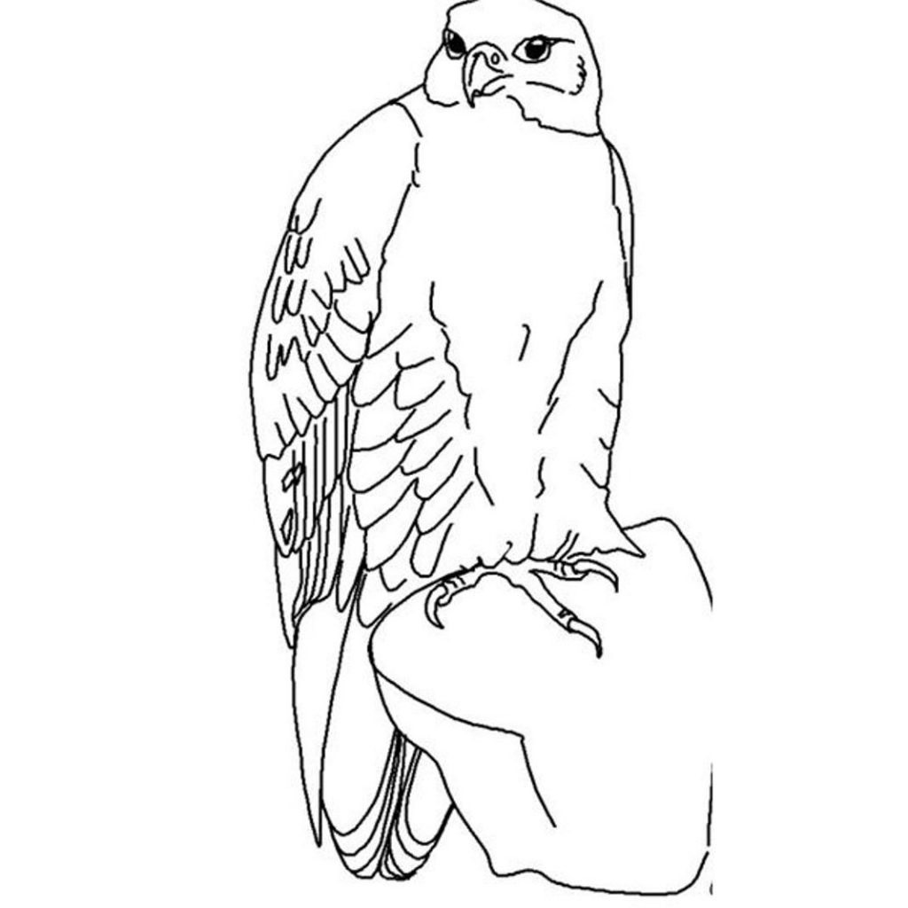 1024x1024 Hawk Amp Falcon Coloring Pages For Kids