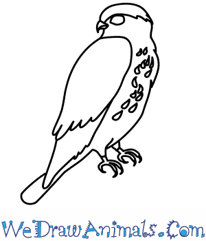 300x350 How To Draw A Merlin