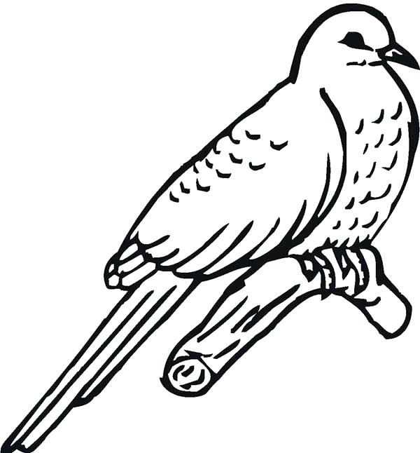 600x646 Bird Coloring Pages Amazing Animal Peregrine Falcon Bird Coloring