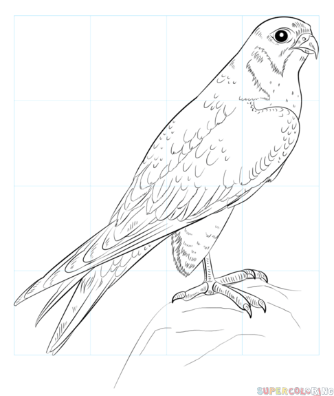486x575 How To Draw A Peregrine Falcon Step By Step Drawing Tutorials