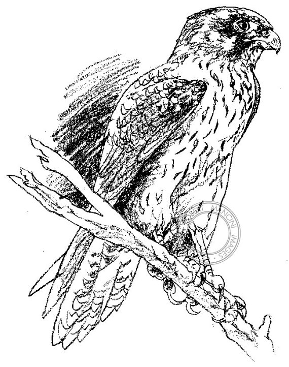 570x722 Items Similar To Brown Falcon Pencil Drawing