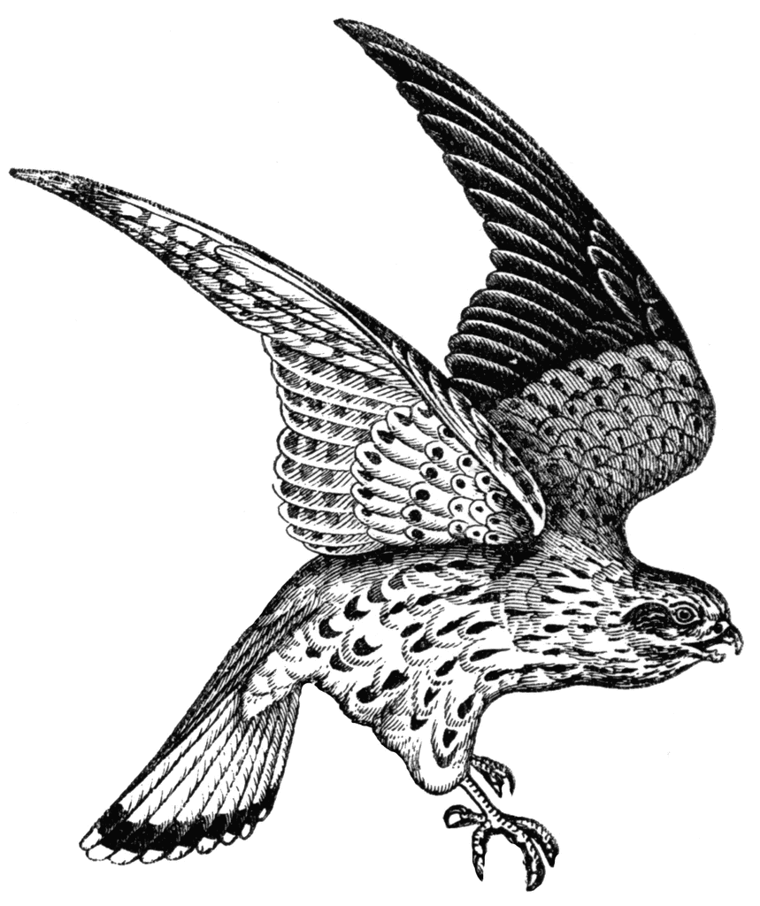 859x1024 Peregrine Falcon Drawing Birds