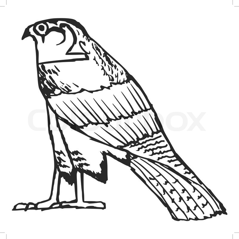 800x800 Sketch Illustration Of Falcon, Ancient Egyptian Symbol Stock