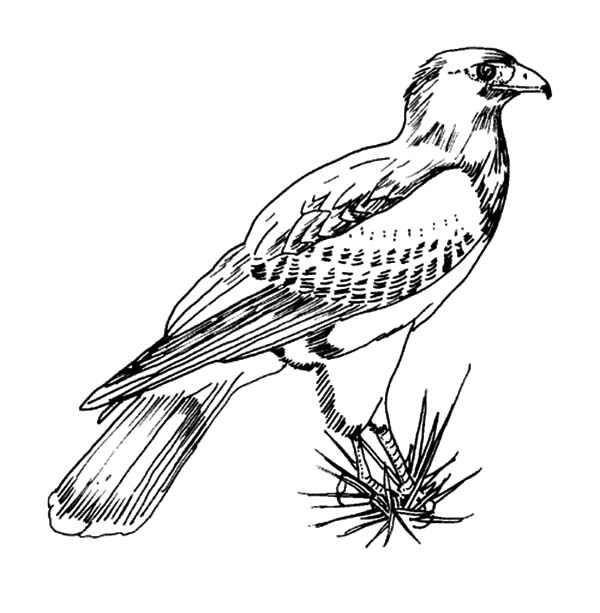 600x613 Texas Harris Falcon Bird Coloring Pages