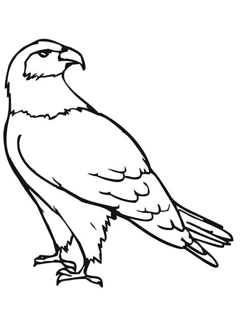 474x632 Birds Of Prey Coloring Pages Bestofcoloringcom, Peregrine Falcon