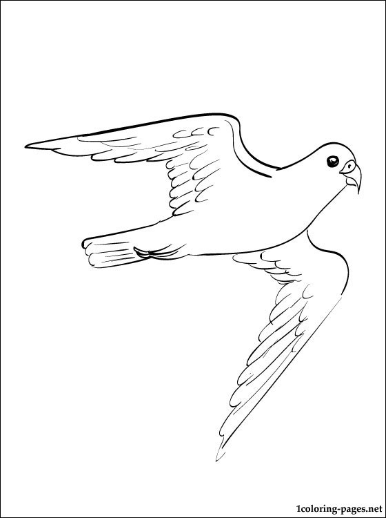 560x750 Coloring Drawing Falcon Coloring Pages