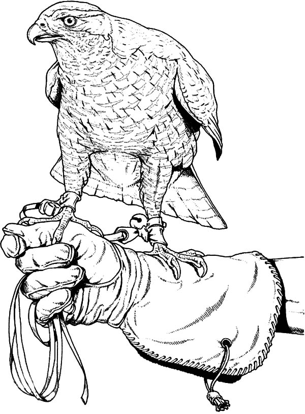 600x814 Falcon Bird Netart