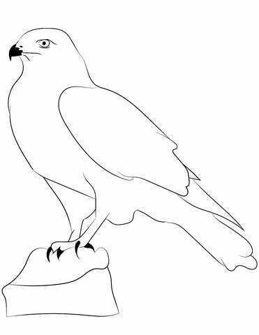 371x480 Falcon Outline Coloring Page Free Printable Coloring Pages