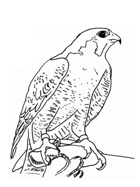 488x650 Falcon Coloring Pages F6 Nice Coloring Pages For Kids