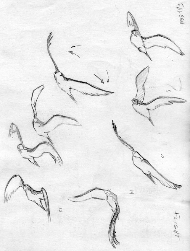 642x850 Falcon Studies Pablo Navarro Animation Blog