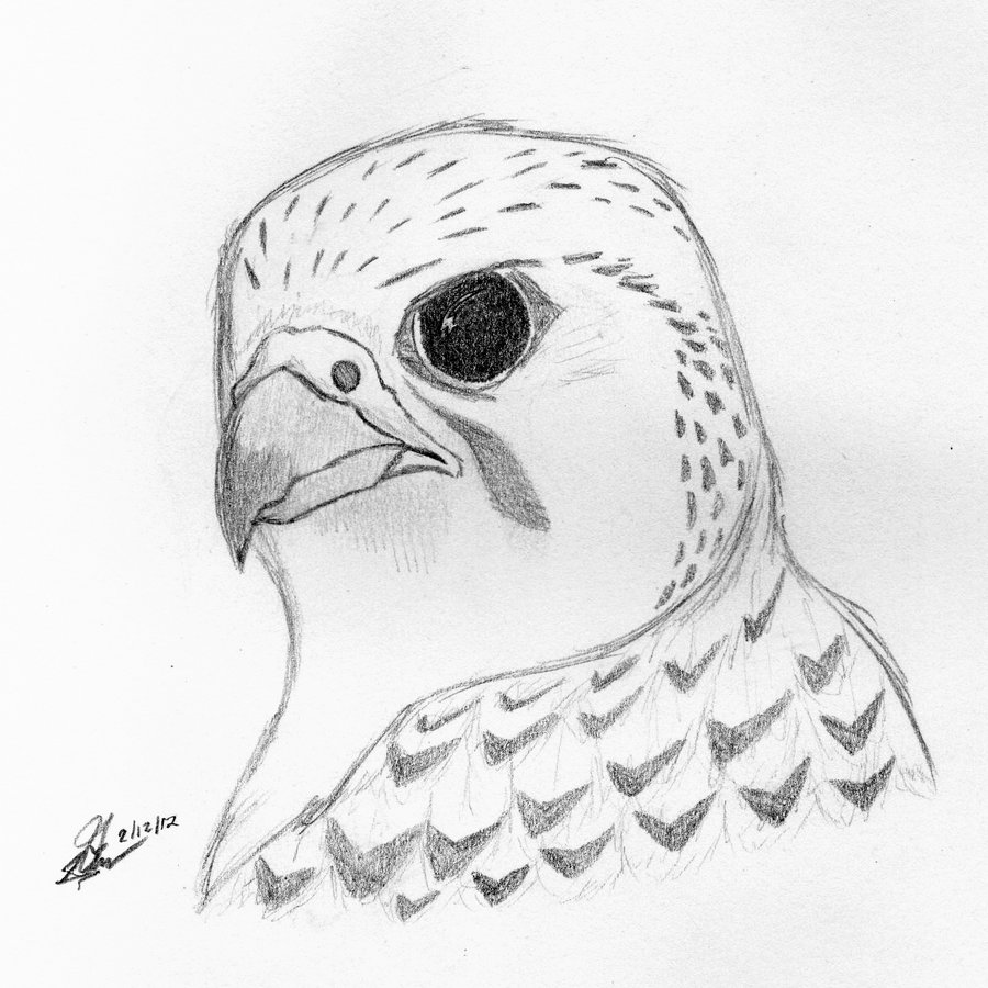 900x900 Gyrfalcon By Vermilion Falcon