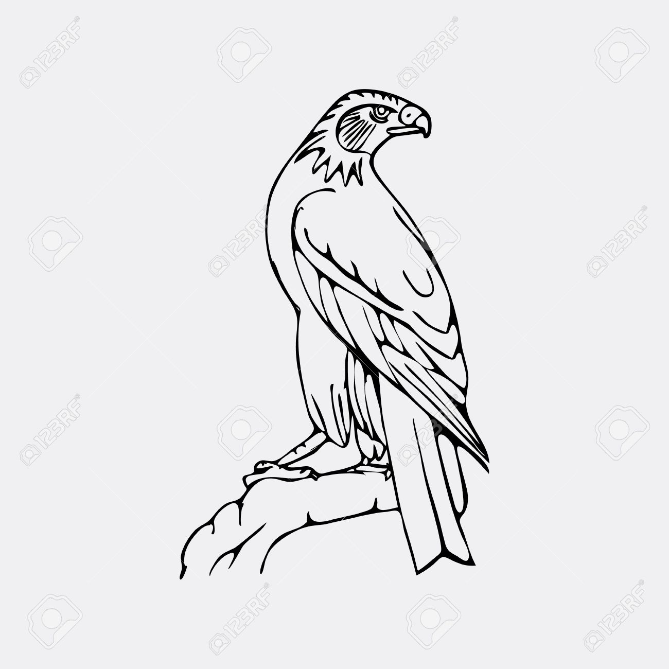 1300x1300 Hand Drawn Pencil Graphics, Vulture, Eagle, Osprey, Falcon, Hawk
