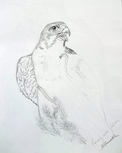 240x300 Peregrine Falcon Drawings Fine Art America