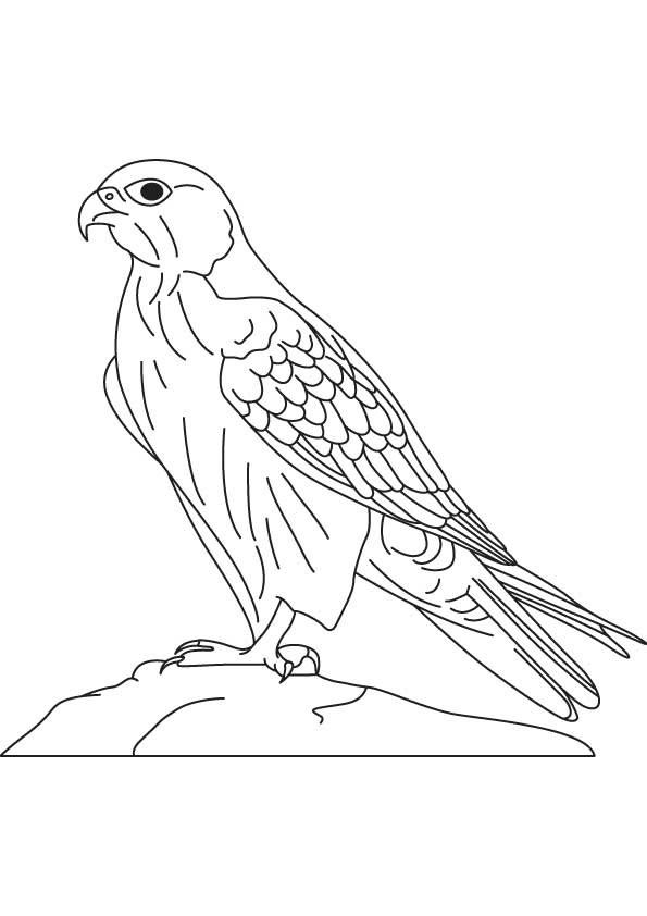 595x842 Coloring Pages Draw A Falcon