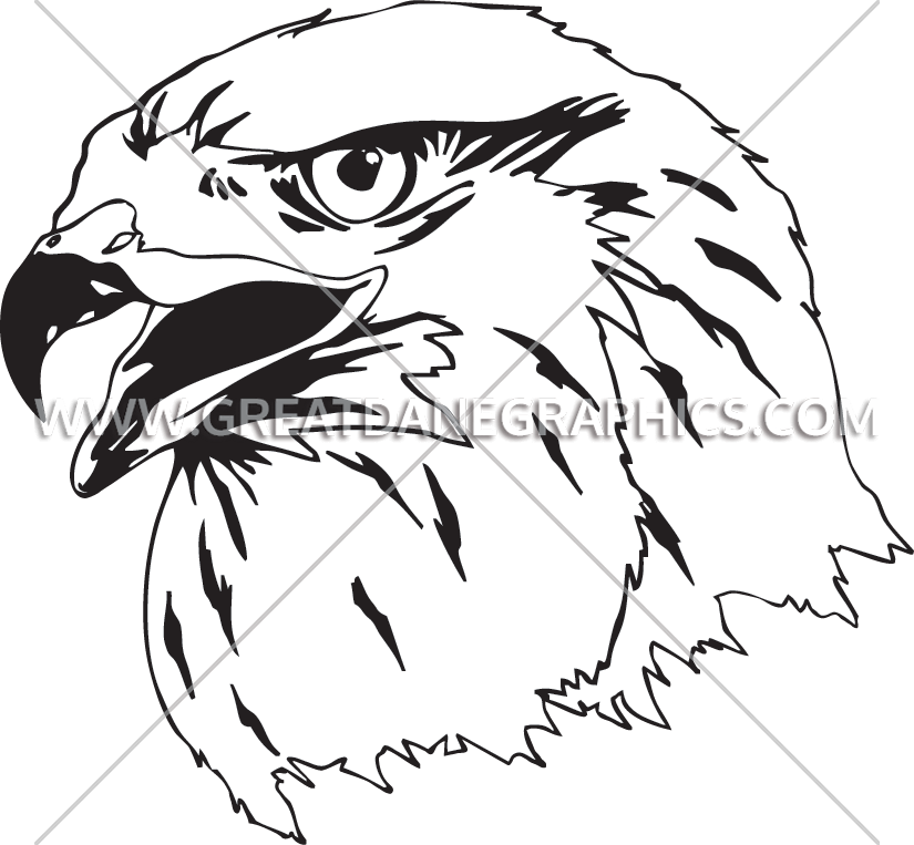 Falcon Head Drawing at GetDrawings | Free download