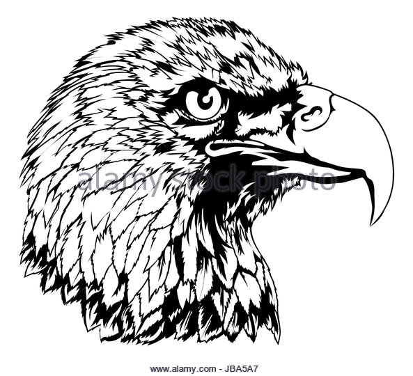 Falcon Head Drawing at GetDrawings | Free download