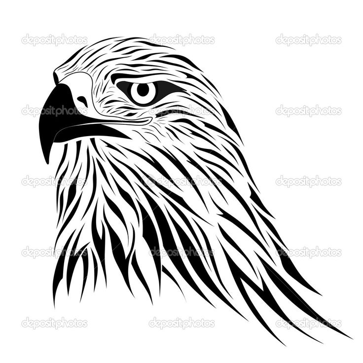 Falcon Head Drawing at GetDrawings | Free download