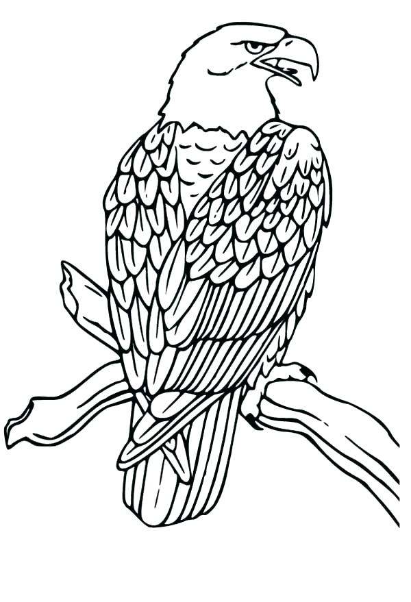 600x879 Fresh Bald Eagle Coloring Page Fee Head Pages And Drawing