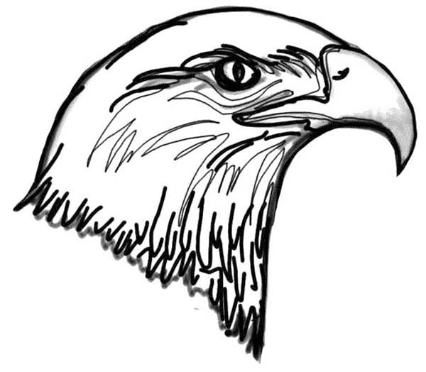 600x524 Picture Of Bald Eagle Head Coloring Page