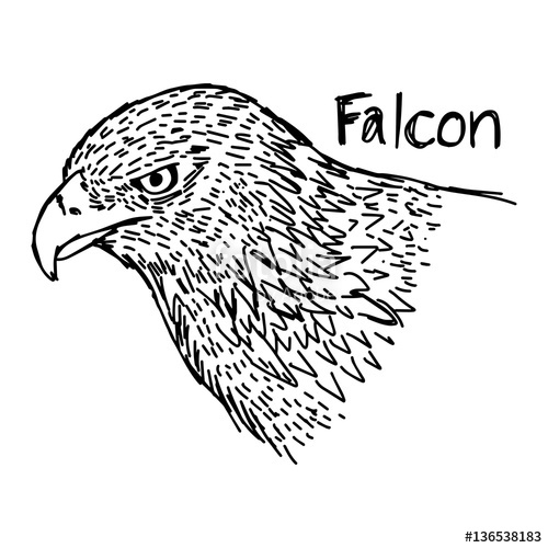 500x500 Vector Illustration Sketch Hand Drawn With Black Lines Of Falcon'S