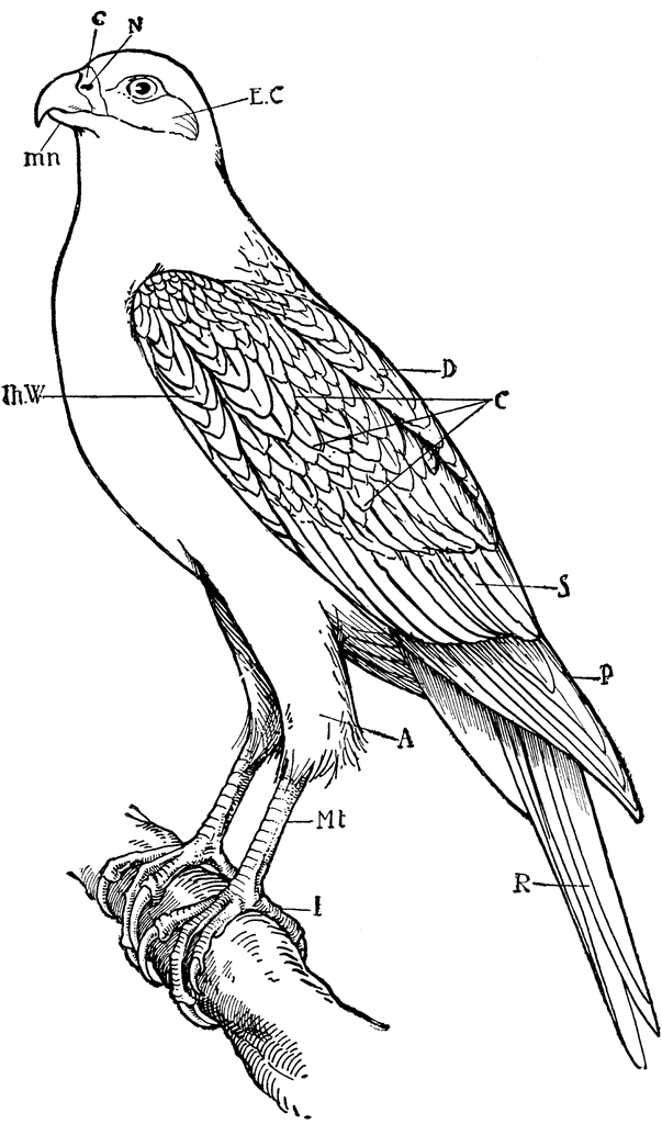 603x1024 Falcon Clipart Etc