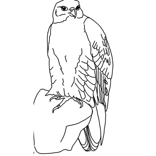 600x600 Falcon Bird Netart