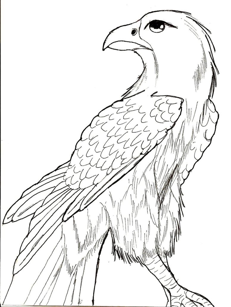 Falcon Line Drawing at GetDrawings | Free download